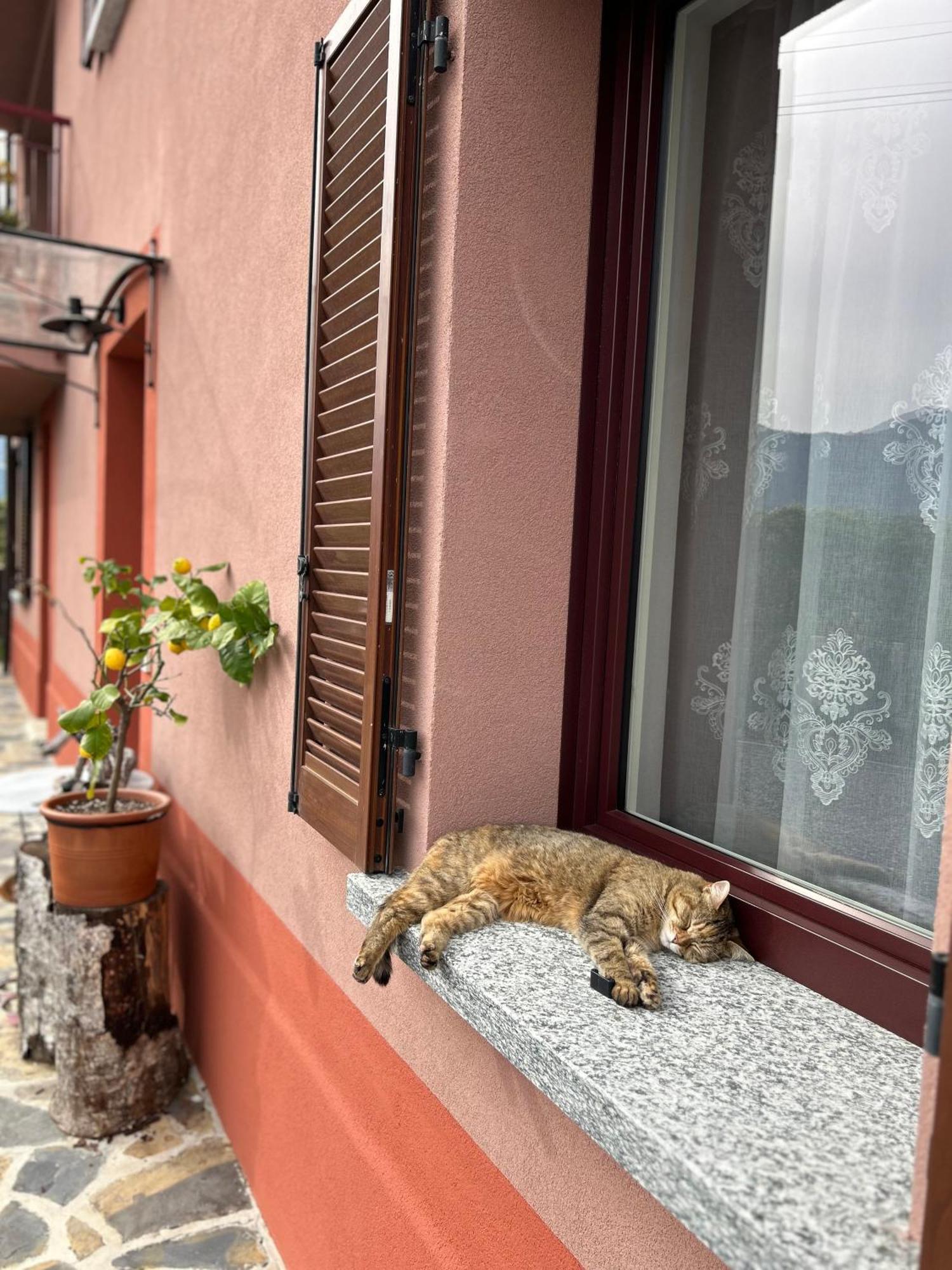 Il Mallo Verde - Lake Como B&B Mandello del Lario Bagian luar foto